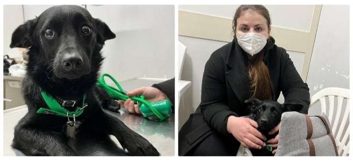 In fuga da Kiev ad Avellino con il cane malato: “Non potevo abbandonarlo, l’ho tenuto sempre in braccio”