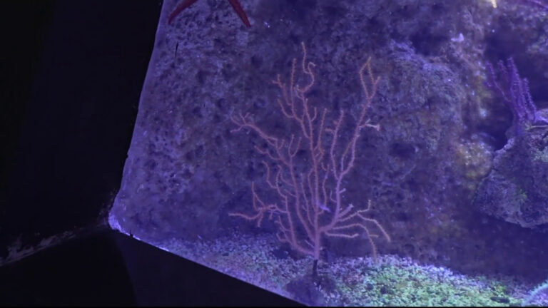 Webuild e Acquario di Genova insieme per l’ecosistema marino