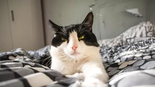 Va in vacanza e controlla il gatto da remoto ma scopre nel suo letto il vicino con l’amante