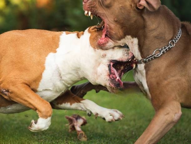 Tragedia a Eboli: bambino di 13 mesi ucciso da due pitbull, ferita la madre