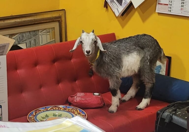 Molly, la capretta adottata a Pasqua e salvata dalla macellazione a Montemarano