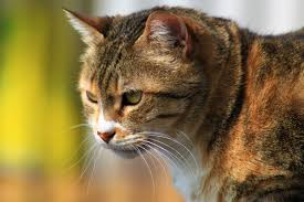 Usa, spediscono involontariamente il gatto in un pacco Amazon: ritrovato dopo 6 giorni